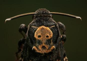 Death's Head Moth Thorax